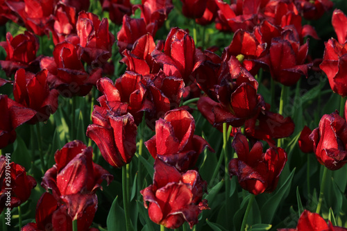 dark red tulips in the park photo