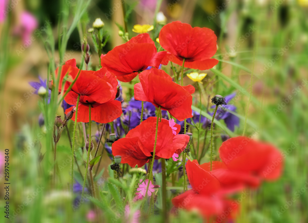 Fototapeta premium Poppy.