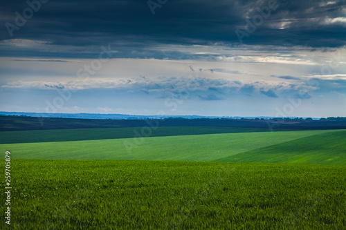 Field with green shoots