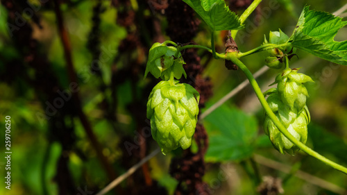 Green flower cones on Common Hop, Humulus Lupulus, close-up, selective focus, shallow DOF