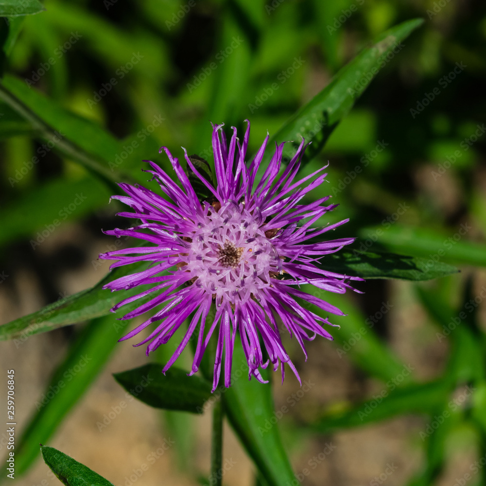 Flower of Brown Knapweed or Centaurea jacea macro, selective focus, shallow DOF Flower of Brown Knapweed or Centaurea jacea macro, selective focus, shallow DOF