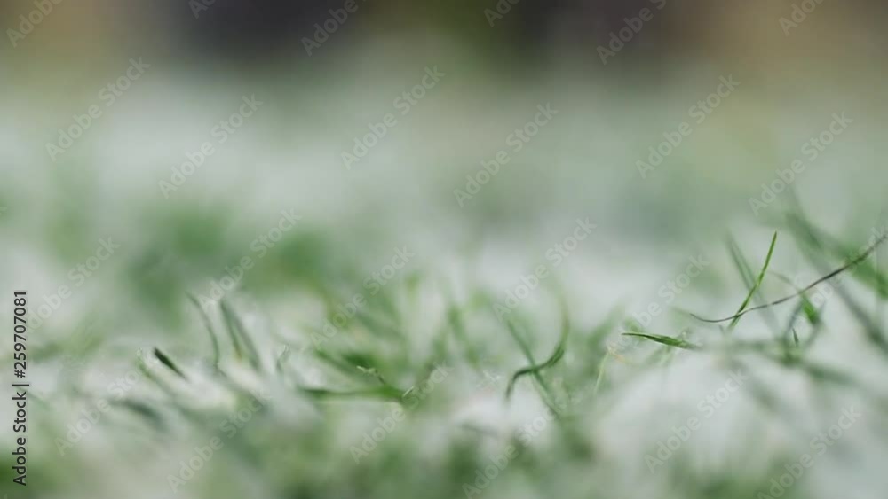 White fluffy poplar seeds coat the ground, selective focus as abstract natural background White fluffy poplar seeds coat the ground, selective focus as abstract natural background