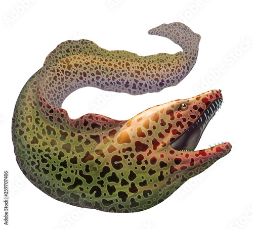 Moray eel Gymnothorax moringa realistic illustration. Spotted moray eel fish illustration on white background isolated. photo