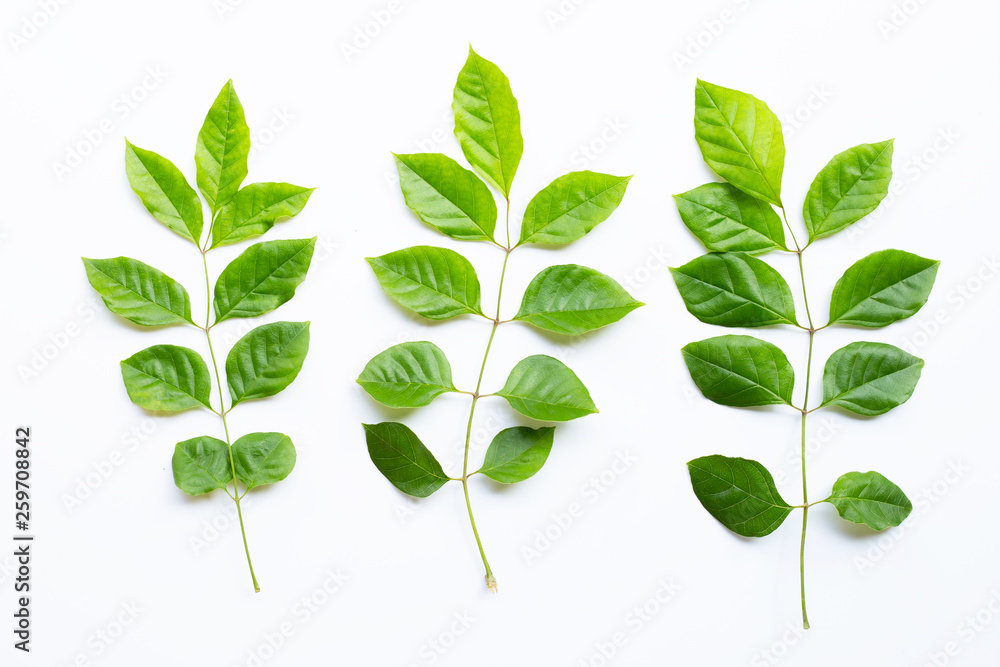 Green leaves  on white background