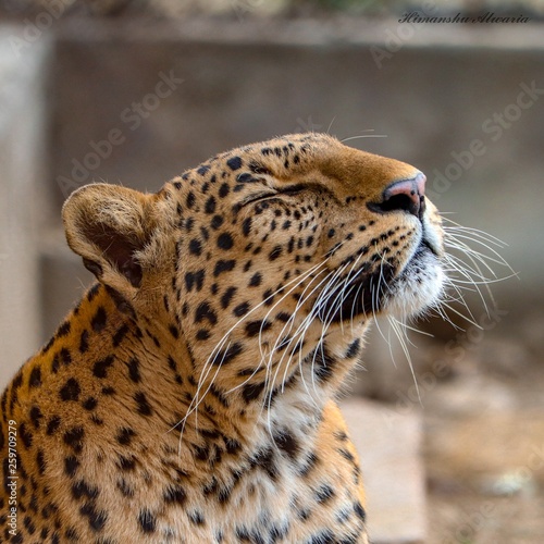 Leopard waiting for weekend. 