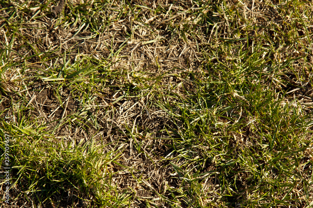 field of green fine grass on the ground. short lawn. background texture closeup