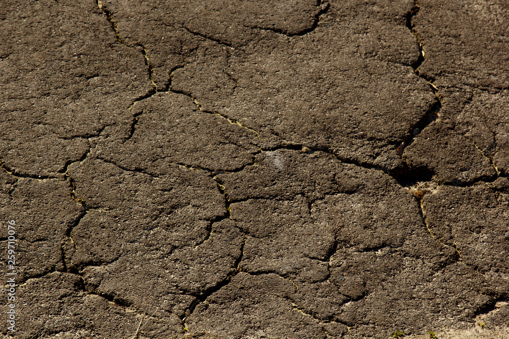 Fototapeta premium field of green fine grass on the ground. short lawn. background texture closeup