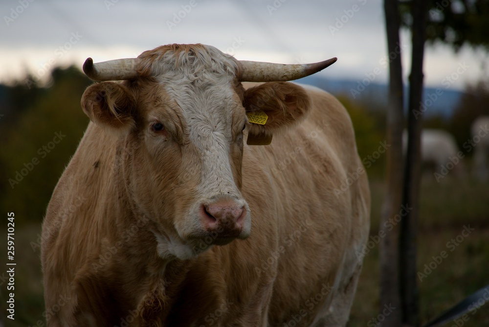 Cow Cow