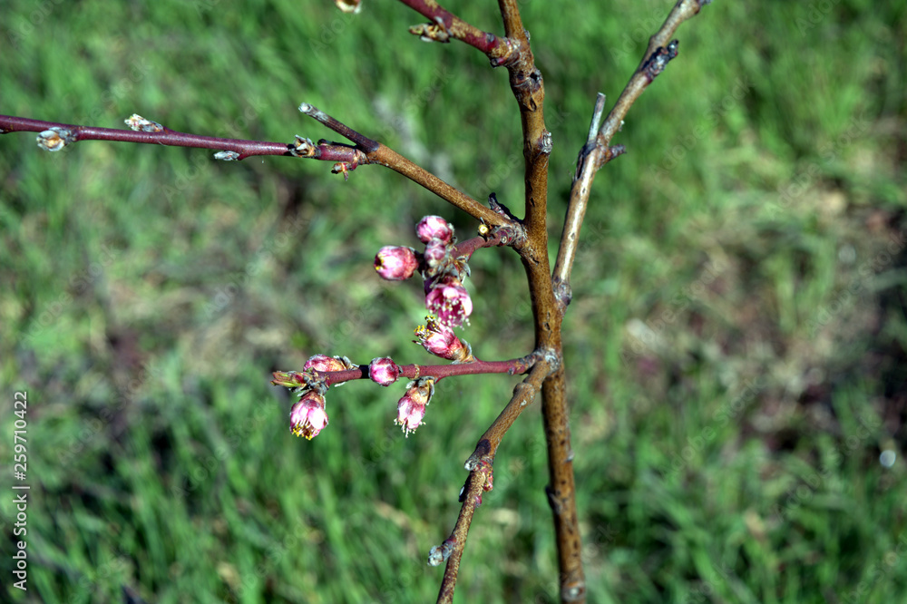 blooming flowers on the branches of fruit trees blooming flowers on the branches of fruit trees