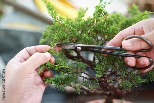 Making of bonsai trees. Handmade accessories wire and scissor bonsai, bonsai tools, stand of bonsai.