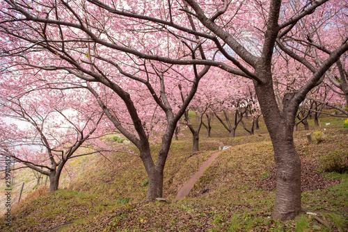 Beautiful Cherry Blossom in Matsuda , Japan
