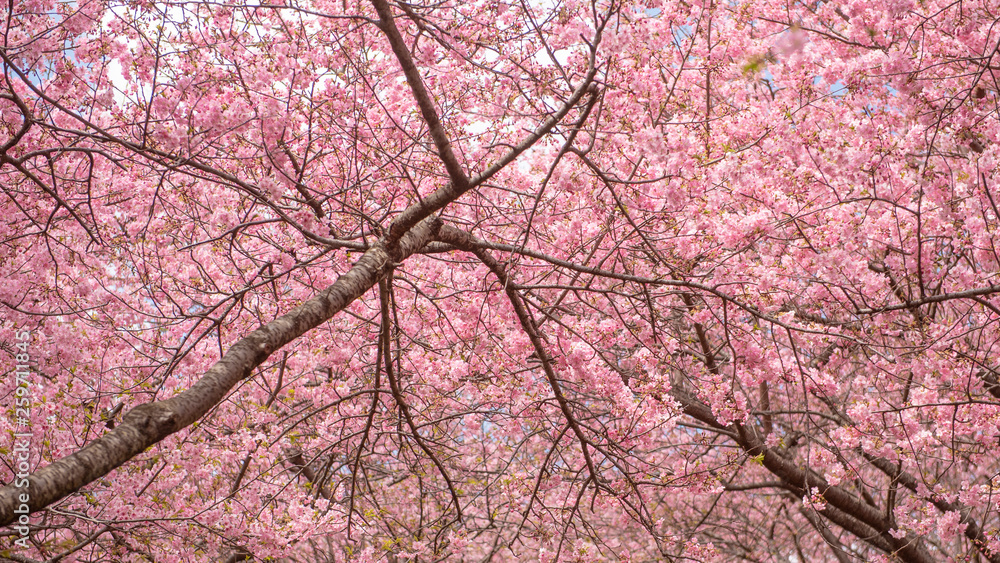 Beautiful Cherry Blossom in Matsuda , Japan Beautiful Cherry Blossom in Matsuda , Japan