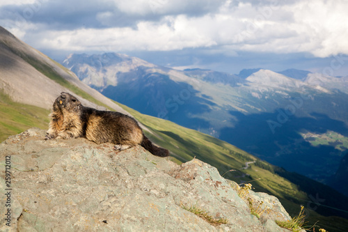 A marmot