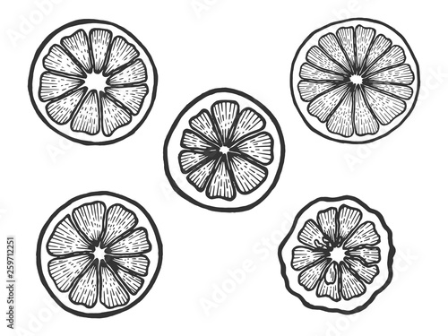 Citrus exotic fruits slice set sketch engraving vector illustration. Scratch board style imitation. Black and white hand drawn image.