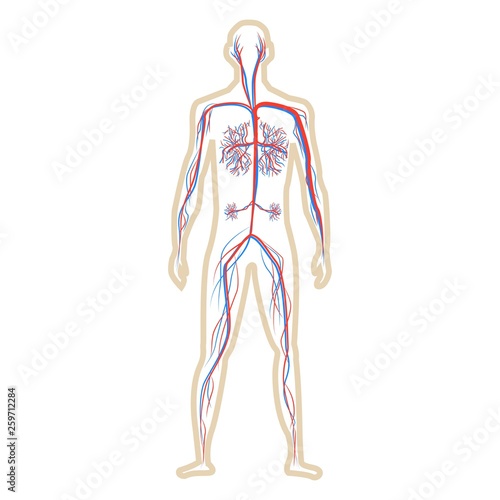 Abstract blood circulation system of human on white background vector illustration