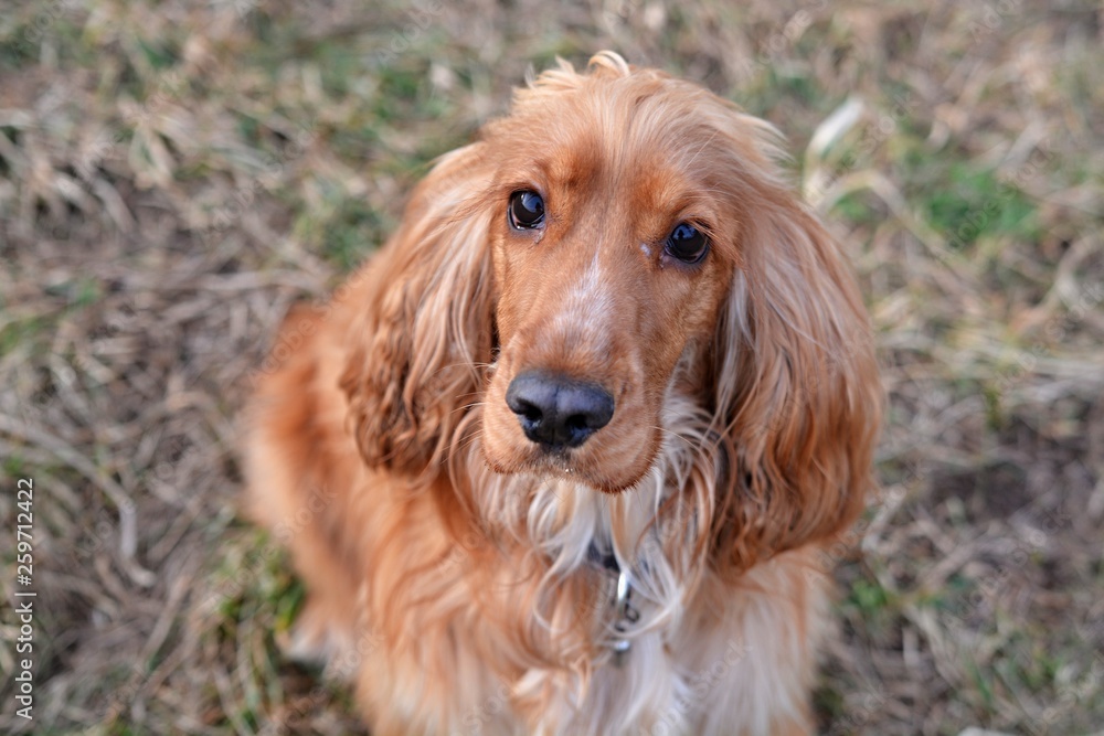 Cocker Spaniel