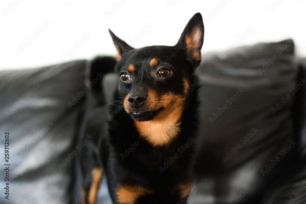A small black dog is on the background of a black sofa.