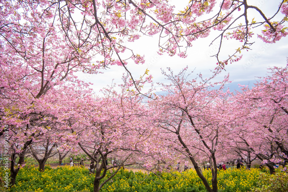 Beautiful Cherry Blossom in Matsuda , Japan Beautiful Cherry Blossom in Matsuda , Japan