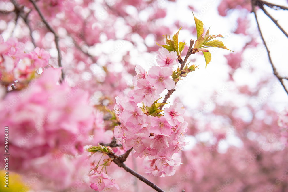 Beautiful Cherry Blossom in Matsuda , Japan Beautiful Cherry Blossom in Matsuda , Japan