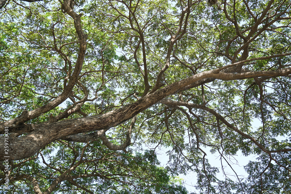 Fototapeta premium Under the big rain tree.