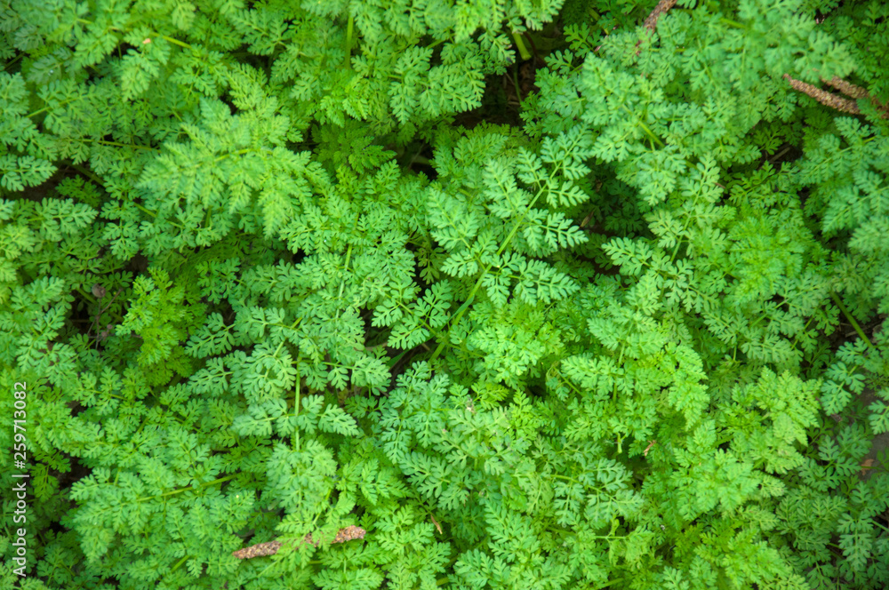 green grass outdoors