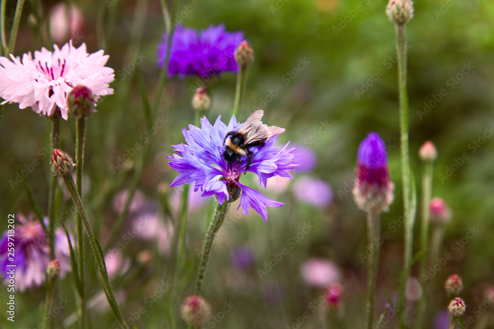A bumblebee on a flower cornflower in a field among green grass A bumblebee on a flower cornflower in a field among green grass