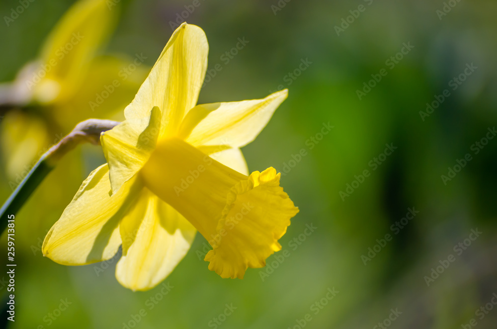 Yellow Narcissus - daffodil on a green background Yellow Narcissus - daffodil on a green background