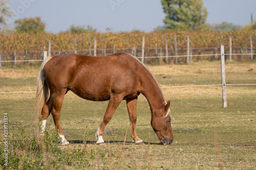 Grasendes Pferd auf Hof