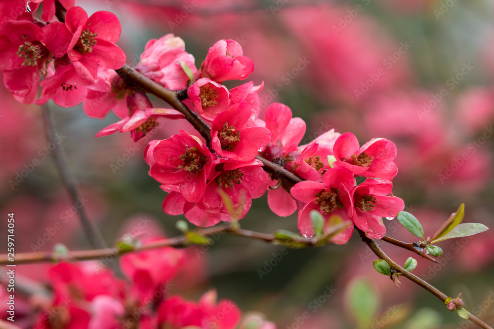 Zweig mit Rosa Frühlingsblüten 