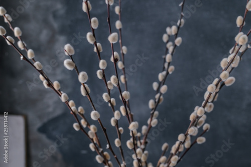 Willow branches in a vase on a gray background. A bunch of sprout. Card with flowers. Copy space.