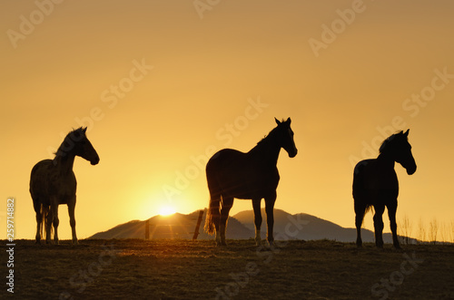 Horse trio waiting for sunset