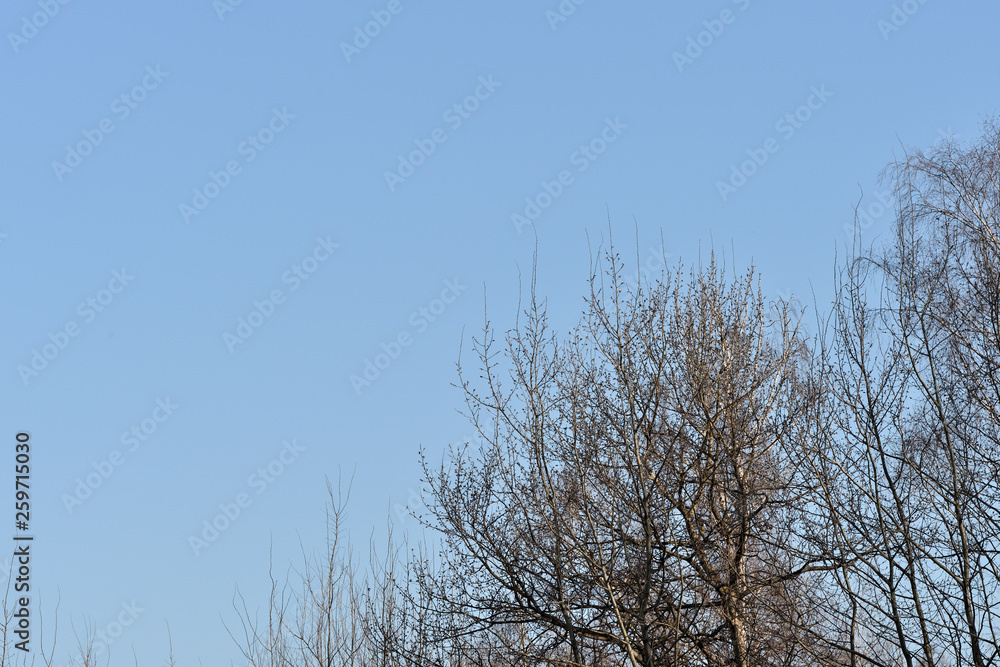 Crones of birches against the blue sky. Spring background Crones of birches against the blue sky. Spring background