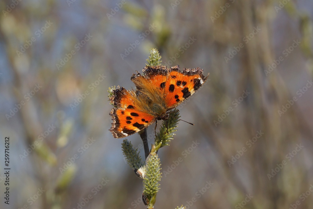 beautiful colored butterfly sitting on a branch in nature beautiful colored butterfly sitting on a branch in nature