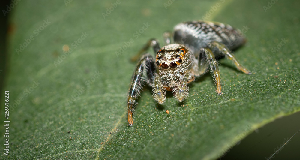 Jumping spider on a leaf Jumping spider on a leaf