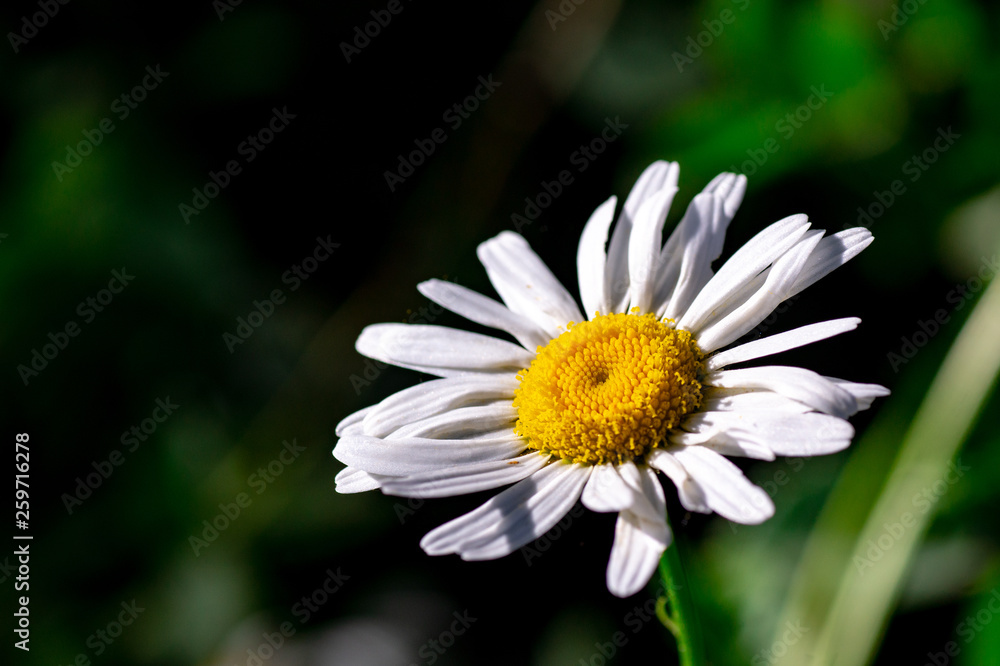 Obraz premium Field chamomiles flowers closeup