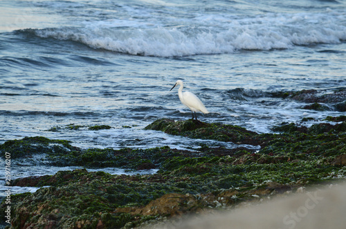 Close-up of a Beautiful Little Egret, Egretta Garzetta, Seascape, Sicily, Italy, Europe