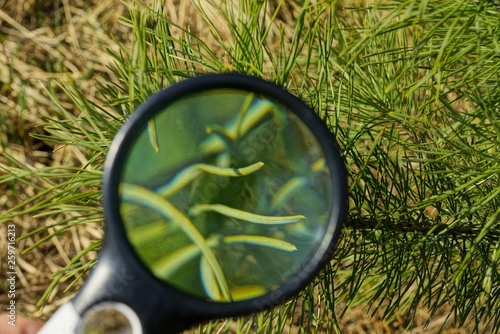 one round magnifier increases pine green needles of pine on a tree branch