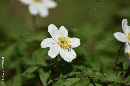 Buschwindr  schen  Anemone nemorosa 