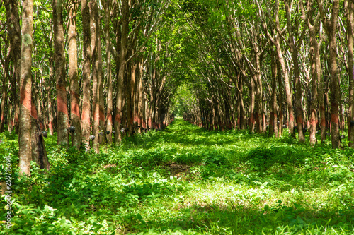Row of para rubber tree at south of Thailand.