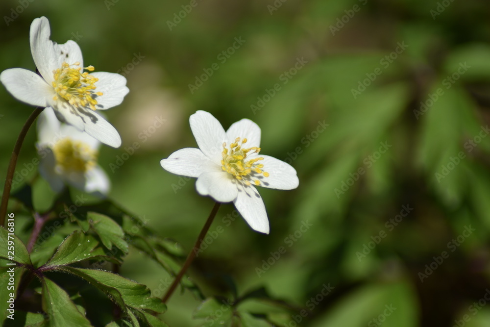 Buschwindröschen (Anemone nemorosa) Buschwindröschen (Anemone nemorosa)