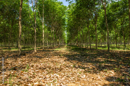 Row of para rubber tree at south of Thailand.