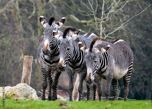 Trio of Zebra