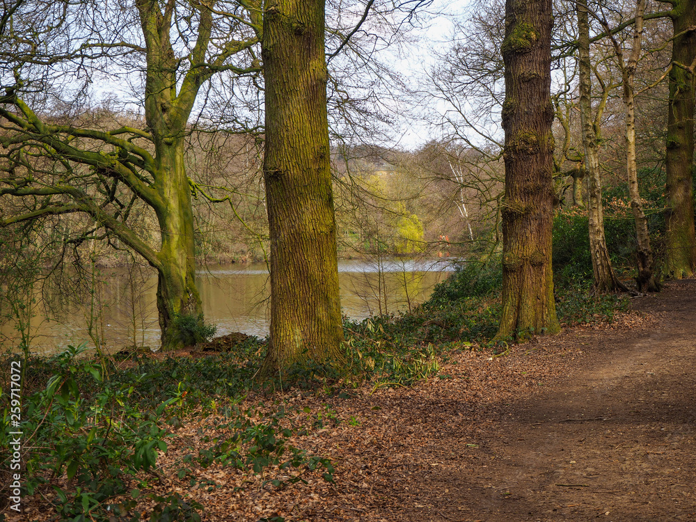 Obraz premium Tree trunks beside a path through a wood with a lake view