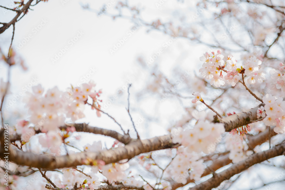 桜の花 桜の花
