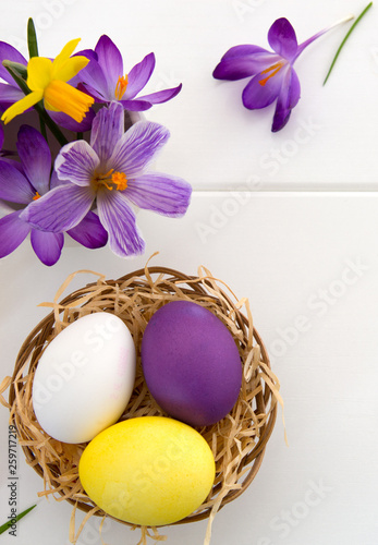 Purple crocuses and easter Eggs in the nest isolated on white wood Background.