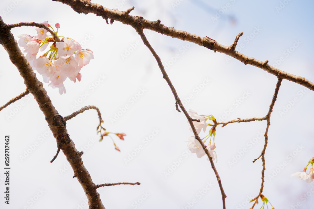 Fototapeta premium 桜の花