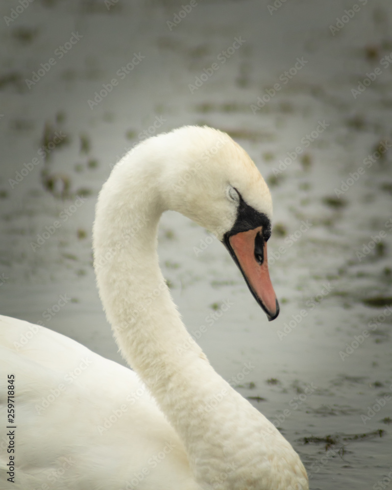 Fototapeta premium sleeping swan on the river