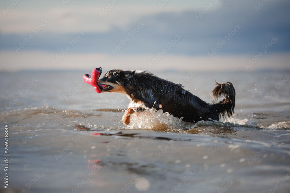 funny dog is playing on the plage in the water. Pet on nature . Active border collie funny dog is playing on the plage in the water. Pet on nature . Active border collie