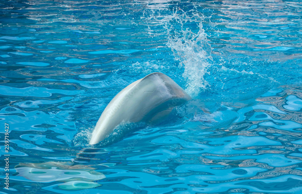 Naklejka premium Big white dolphin swims in the pool
