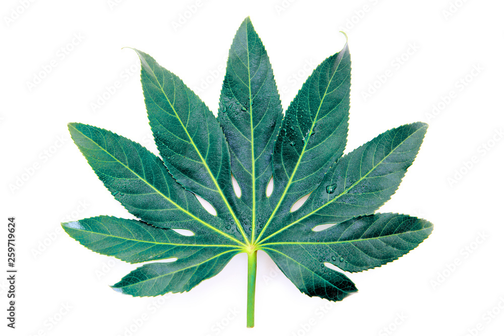 Green leaf isolated on white background. Nature background.